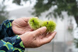 © luciano - Chestnuts and green thorns shells not yet ripe in mature male hands, autumn food fruit on forest background