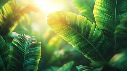 Sticker -   A clear photo of a lush green leaf, illuminated from behind by sunlight