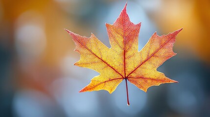 Poster -   Close-up photo of red and yellow maple leaf against blurred background of leafy foreground