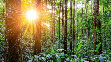 Poster -   The sun illuminates the dense green forest, casting light through the towering, lush trees