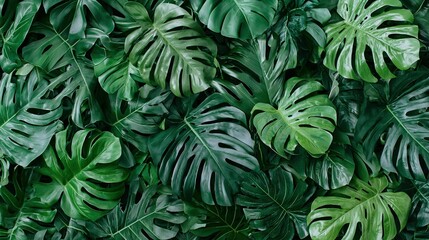 Wall Mural -   A close-up of many green leaves on a wall against a backdrop of lush greenery