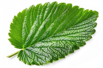 A single leaf on a white background