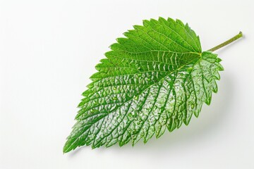 Poster - Single green leaf on a white background, ideal for design and illustration needs