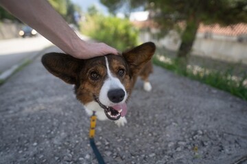 The owner praises the corgi dog