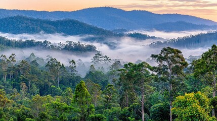 Poster -  A forest of green trees under low-lying fog in the distance appears as a mountain range shrouded in cloudy skies