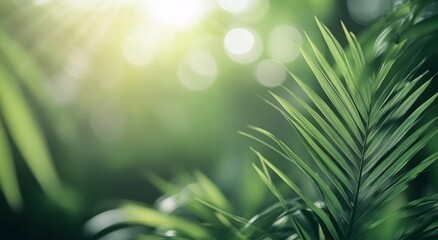 Wall Mural - Lush green palm leaves basking in soft sunlight in a tranquil tropical forest setting