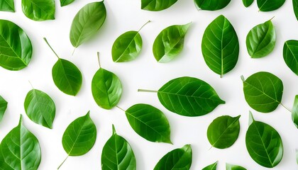 Vibrant green leaf pattern on white, showcasing fresh natural textures for a calming and refreshing nature-inspired design.