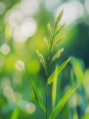 Wall Mural - A close-up of a single blade of grass with a cluster of seed heads against a blurred background of green foliage and soft sunlight.