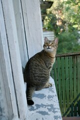 cute tabby cat is sitting on balcony or terrace. Portrait of close-up of brown colored pet. striped cat is playing. soft and dreamy look of an animal. calm and relaxed pet, happy with his life.