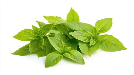 Wall Mural - lush green thai lemon basil leaves isolated on white background highquality photo