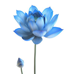Wall Mural - blue lotus flower