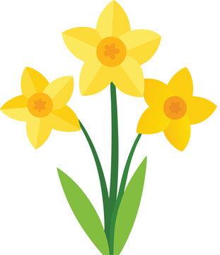 daffodils isolated on white