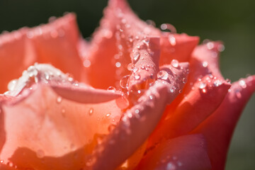 Wall Mural - close up of pink rose with dew drops
