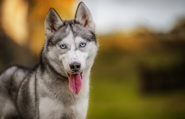 Happy Husky dog on the nature background