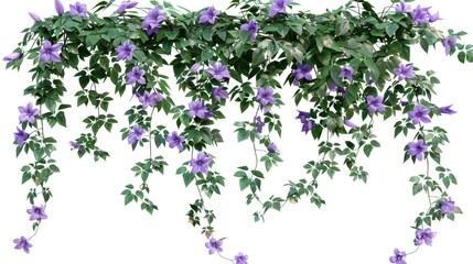 Canvas Print - A cluster of purple flowers hang from a vine, perfect for use in designs about nature, beauty, or whimsy