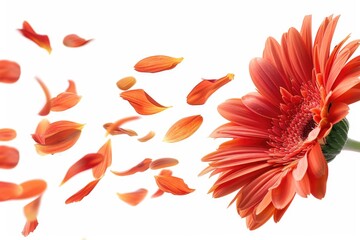 Wall Mural - A red flower with its petals flying in the air, great for creative uses such as romantic gestures or festive decorations