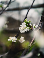 Wall Mural - Spring blossom