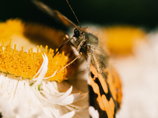 Wall Mural - butterfly on flower