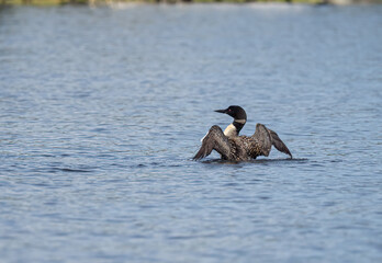 Wall Mural - common loon with wings spread out as it swims on a lake