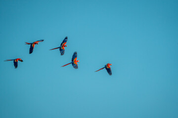 Wall Mural - flock of scarlet macaw birds fly flying group parrot 