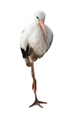 Canvas Print - Beautiful white stork on white background. Exotic bird