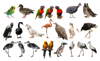 Sticker - Many beautiful exotic birds on white background, collection