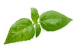 © GSDesign - Fresh green Basil leaves, isolated on white background