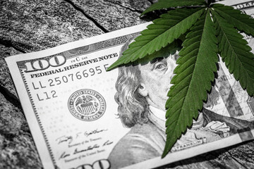 Money and marijuana. Concept of business, medicine and selling hemp, drugs.