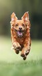 © PondLord - A playful Shorgi dog running in a grassy field, with a blurred , capturing its energetic spirit