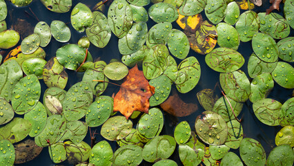 Close-up of yellow water lily leaves on the surface of the lake water in autumn