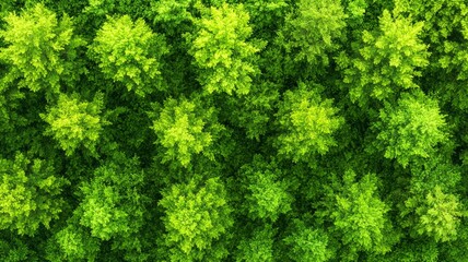 Poster - A lush green forest with many trees