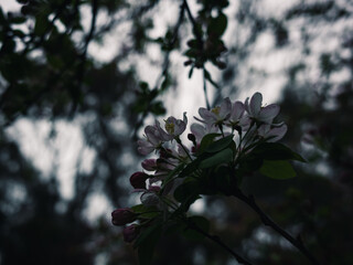 Sticker - Spring blossom