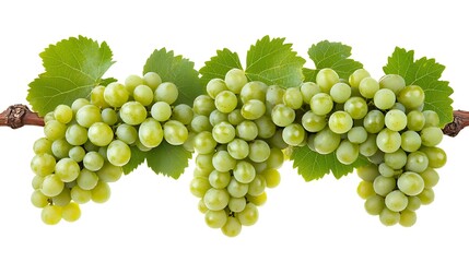 A cluster of fresh green grapes with leaves on a vine.