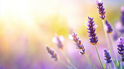 Wall Mural - A field of purple lavender flowers with the sun shining on them