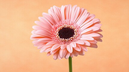 Wall Mural - Pink Gerbera Daisy Flower on Peach Background