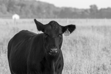 a cow in black and white