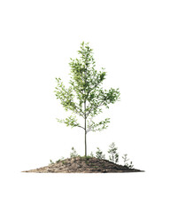 Wall Mural - Tree on a small mound, white isolate background.