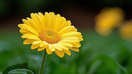 Wall Mural - Close up of a Yellow Flower in a Garden