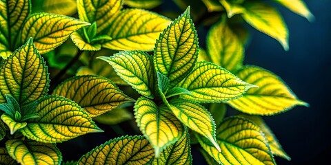 Wall Mural - A close-up of vibrant green leaves with a striking yellow hue, showcasing the intricate detail of their veins and serrated edges, creating a captivating natural pattern.