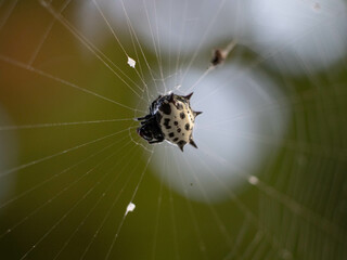 spider on the web