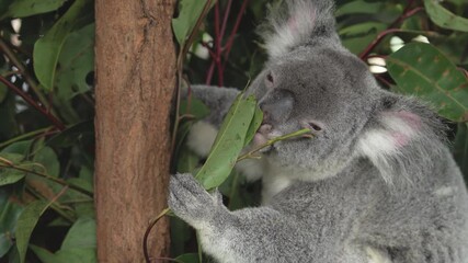 Wall Mural - Close up view of koala eating leaves