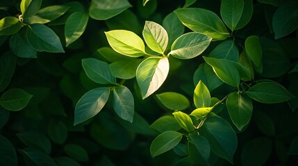 Sticker - A close up of a green leaf illuminated by sunlight against a dark background.