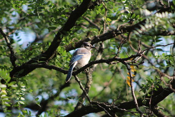 Blue jay