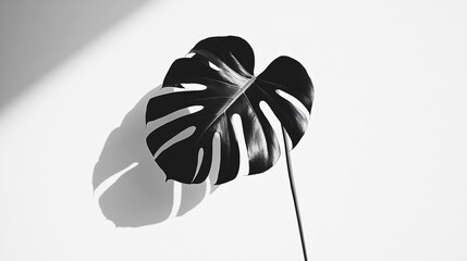 Sticker - A single monstera leaf against a white background casting a shadow.