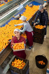 Wall Mural - View from above of happy young female worker of citrus sorting factory showing ripe selected mandarin oranges packed in wooden box