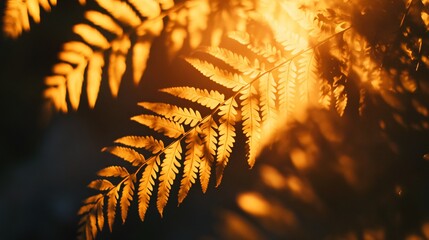 Sticker - Close-up of fern leaves backlit by the warm glow of the setting sun.