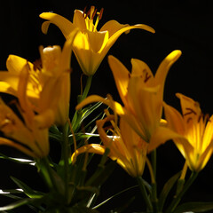 close up of a yellow flower lilium