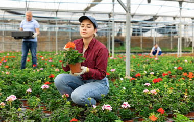 Wall Mural - Young woman in casual clothes holding flower pot with peralgonium in greenhouse