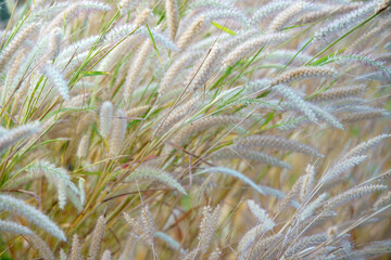 Soft Grass Blades in Gentle Breeze