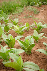 Wall Mural - Planting dry tobacco seedlings in farmland